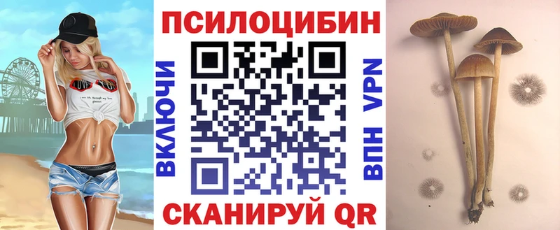 продажа наркотиков  Сунжа  нарко площадка телеграм  Галлюциногенные грибы Psilocybine cubensis 